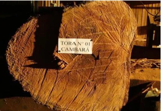 Figura 4.6: Tora de Cambará  [Fonte: GARCIA, 2013] 