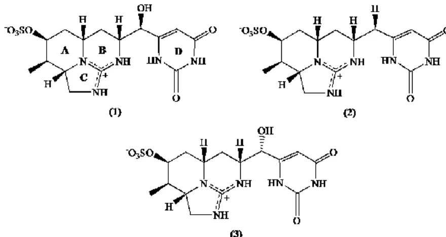 Fig.  3.  The  molecular  structure  of  cylindrospermopsin  (1)  and  its  analogs  7-deoxy-cylindrospermopsin  (2)  and  7- 7-epicylindrospermopsin (3)