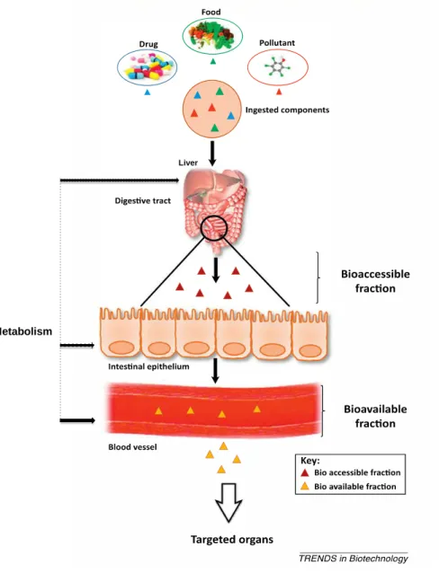 Fig.  5. Schematic  representation of  the  difference  between  bioaccessibility  and  bioavailability  of food  contaminants  (Adapted from Guerra et al., 2012)