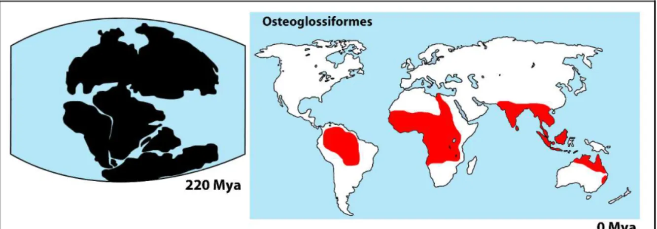 Figura  3:    Representação  esquemática  da  distribuição  atual  das  espécies  da  ordem  Osteoglossiformes (em vermelho), a partir da fragmentação da antiga Gondwana (em  preto)