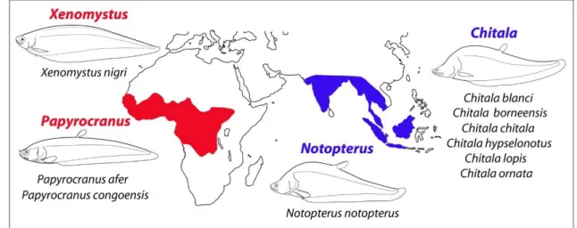 Figura  5:  Distribuição  atual  dos  peixes  notopterídeos.  Em  vermelho,  as  linhagens  africanas  (subfamília  Xenomystinae)
