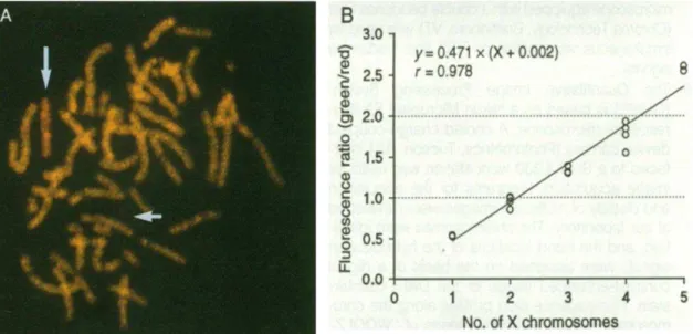 Figura  9:  Resultado  dos  testes  realizados  por  Kallioniemi  et  al.  (1992).  Em  (A)  evidencia-se  o  resultado  do  primeiro  ensaio  de  CGH,  onde  o  genoma  de  uma  linhagem  celular  45,  X0  (em  verde)  e  o  genoma  de  uma  mulher  norma