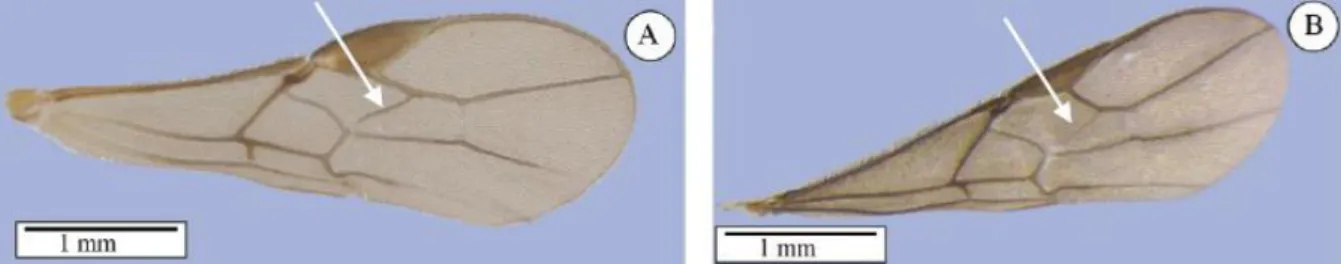 Figura  1.  A,  Asa    anterior  de  Braconidae  com  a  nervura  2RS  presente;  B,  Asa  anterior  de  Heterospilus com a nervura 2RS “ espectral”