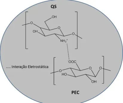 FIGURA 2.1: Esquema de formação do complexo de polieletrólitos quitosana- quitosana-pectina