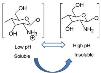 FIGURA 2.4: Apresenta a solubilidade da quitosana em pH maior  ou menor que 6,5. Fonte: DASH et al., 2011