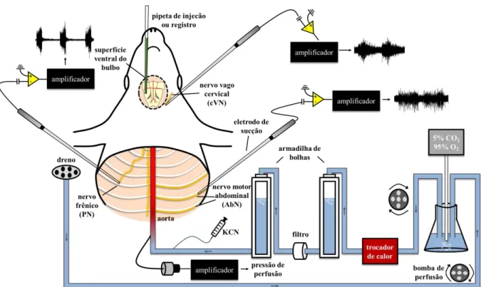 Figura 6. Ilustração esquemática da preparação in situ coração-tronco cerebral isolados