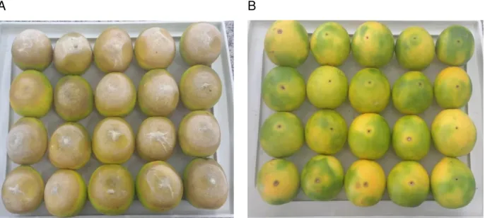 Figura  5.  Frutos  de  laranja  Pêra  após  tratamento  com  guazatine  (1%)  associado  com  Sporobomyces  koalae  (ACBL-42)