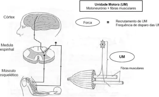 Figura 1. Representação esquemática das sucessivas fases que ocorrem entre a intenção e a produção  efectiva de um movimento voluntário (adaptado de McComas 1996 e Moritani 2003)