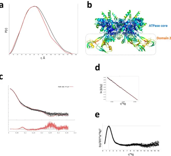 Figure 7.  Domain flexibility of hsRuvBL2. (a) Pair distribution function, P(r) curve for experimental data (black)  giving a d max  150 Å overlaid with the P(r) calculated from the crystallographic coordinates (red) giving a d max  157 Å