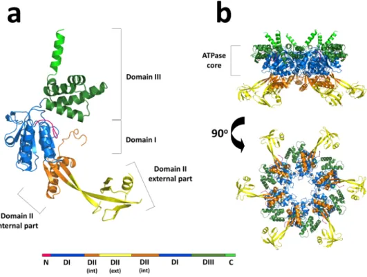 Figure 1.  Cartoon representations of the overall structure of hsRuvBL2 monomer and hexamer