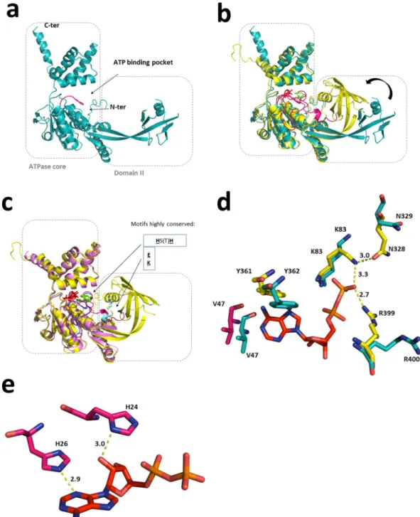 Figure 3.  Comparison between existing structures of RuvBL2 suggests a connection between nucleotide  binding and domain II motion