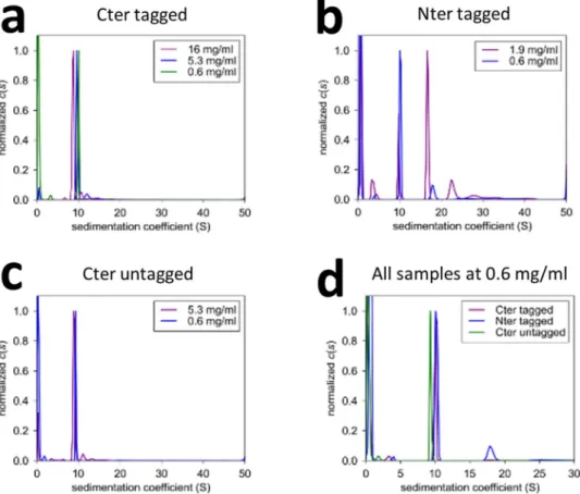 Figure 4.  Analytical ultracentrifugation analysis of hsRuvBL2 samples. The oligomeric plasticity of  hsRuvBL2 varies with the position of the tag: when placed on the C-terminus, hsRuvBL2 forms hexamers  in all concentrations tested, even after tag cleavag