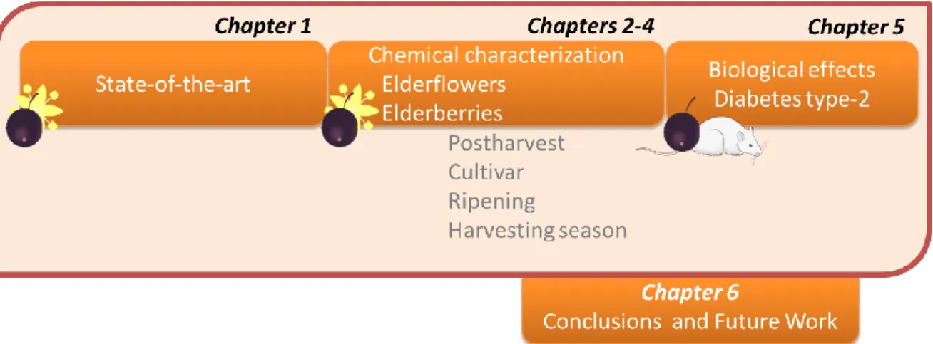 Figure  1.  PhD  thesis  workflow:  from  the  state-of-the-art  to  S.  nigra  L.  flowers  and  berries  chemical  characterization and biological effects
