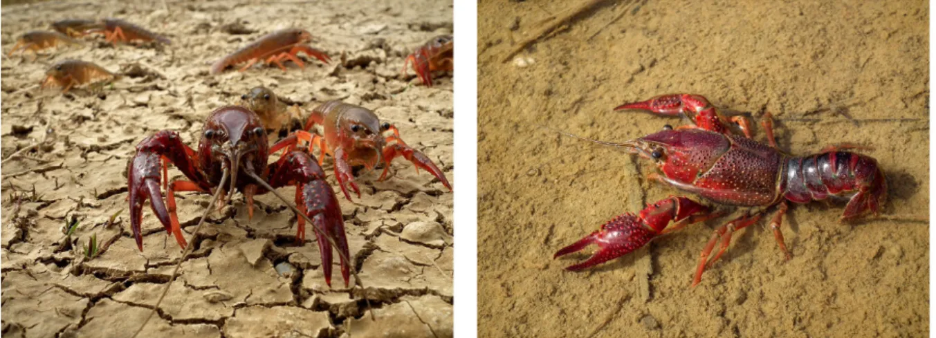 Figure 4 – The Red swamp crayfish. Photographic credits and copyright: César Capinha