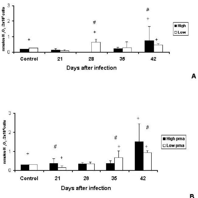 Figure 3. Production of H 2 O 2  (nmoles H 2 O 2 /2X10 6  cells) by peritoneal macrophages  of High and Low antibody producer (Selection IV-A) mice infected with  Mycobacterium bovis-AN 5  at different periods, compared with their respective  controls