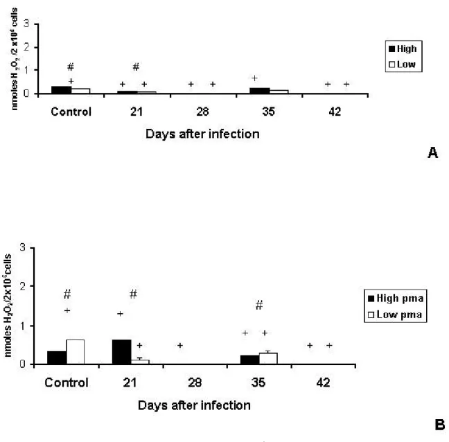 Figure 5. Production of H 2 O 2  (nmoles H 2 O 2 /2X10 6  cells) by pulmonary macrophages  of High and Low antibody producer (Selection IV-A) mice infected with  Mycobacterium bovis-AN 5  at different periods, compared with their respective  controls