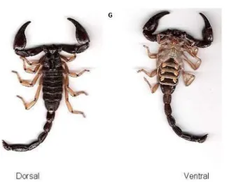 Figure 4 Images of all species collected from Jazan Region (dorsal and ventral  views)