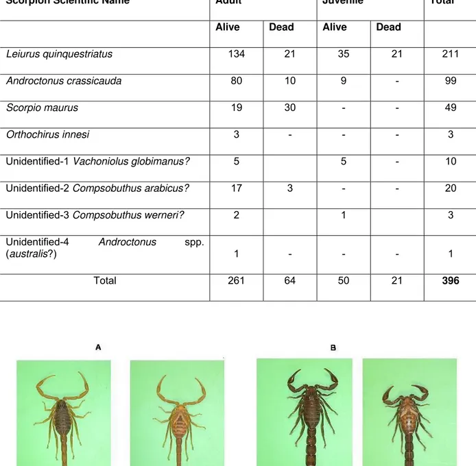 Table 3. Scorpions collected from Al-Medina Al-Munawara Region (three batches). 