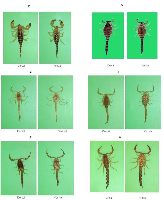 Figure 5 Images of all species collected from Al-Medina Al-Munawara Region (dorsal  and ventral views)