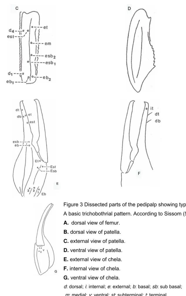 Figure 3 Dissected parts of the pedipalp showing type   A basic trichobothrial pattern