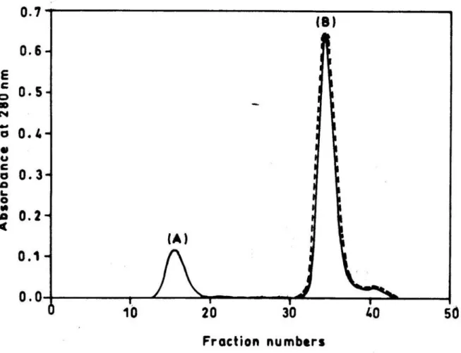 Figure 3. Sephadex G-25 column chromatography of peak IV from CM-Sephadex C- C-25 column chromatography