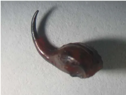 Figure 2. Telson removed from a dead Androctonus crassicauda at the point of its  articulation with the last caudal segment