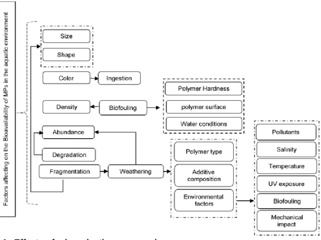 Figure 1-2: The effect of several factors on microplastics bioavailability. 