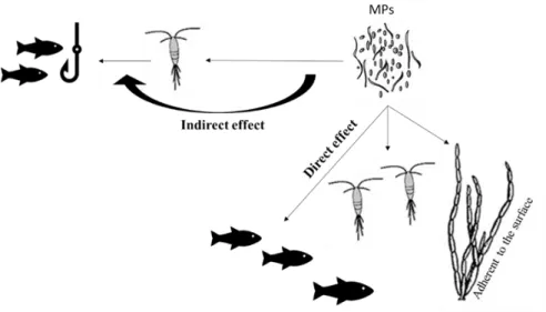 Figure 2-1: Direct and indirect exposure of microplastics of different trophic levels in marine systems