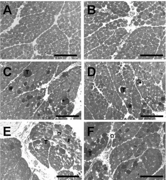 Figure 4. Cross-sections (2μm thick) of chick biventer cervicis preparations after  incubation