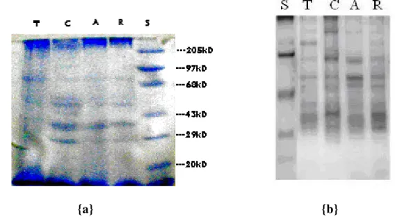 Figure 1: Electrophoresis pattern of venoms from red scorpion (Mesobuthus  tamulus) from different regions of India