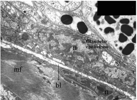 Figure 4. The muscle layer and glandular epithelium are separated by basal lamina  (bl)