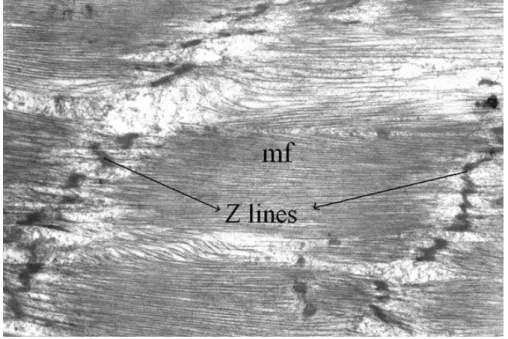 Figure 3. Two Z lines and myofibrils (mf) are shown in muscle layer in a longitudinal  section