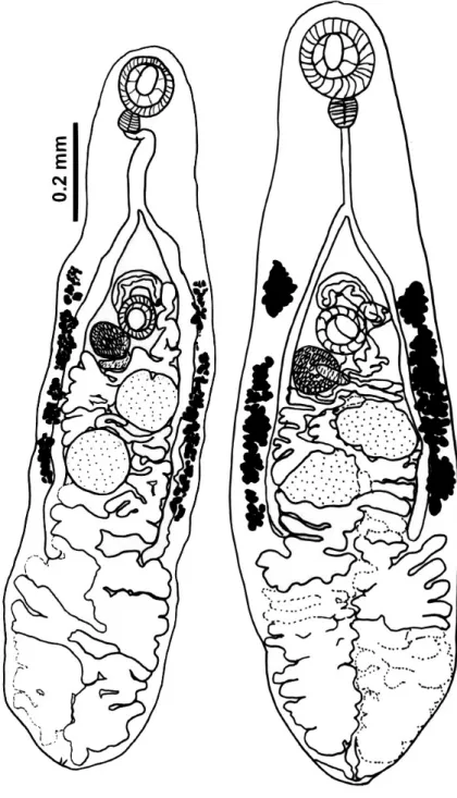 Figure 1. Haplometroides buccicola (Digenea, Plagiorchiidae) from the esophagus of  Micrurus corallinus (Elapidae) (left) and Phalotris lativittatus (Colubridae) (right)