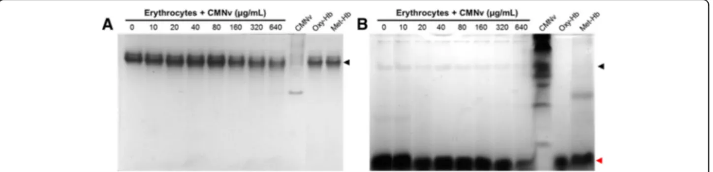 Fig. 2 PAGE of hemoglobin under (a) non-denaturing and (b) denaturing conditions – erythrocytes incubated with CMNv