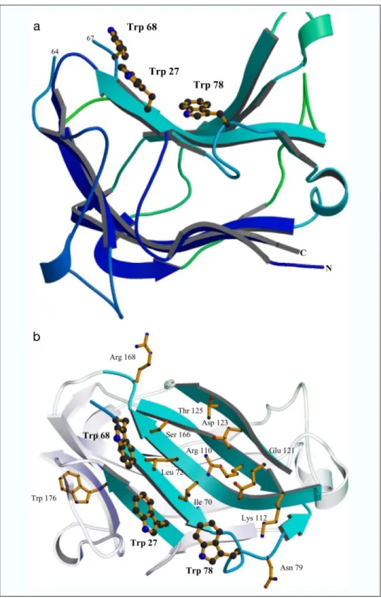 FIGURE 6. The three-dimensional structure and the hydrophobic platform of CBM30.a, displays the overall structure of CBM30 monomer looking side-on down the binding cleft, highlighting the secondary structural elements, with the ␤-strands of each ␤-sheet co