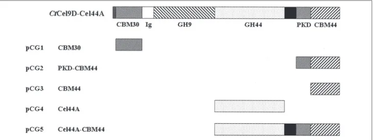 FIGURE 1.Molecular architecture of CtCel9D-Cel44A and its truncated derivatives. The modules encoded by the defined recombinant plasmids are indicated