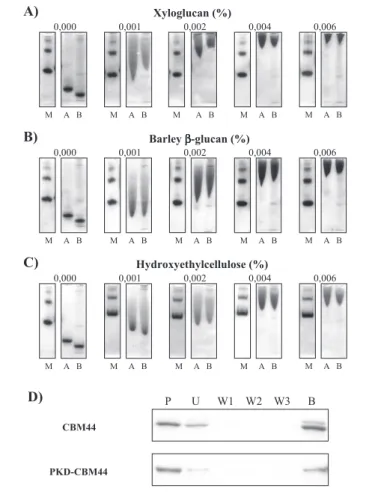 FIGURE 3. Quantitative AGE of CBM44 with xyloglucan, barley ␤-glucan, and hydroxyethyl-cellulose as the ligand (A–C) and qualitative binding to insoluble  cel-lulose (D)