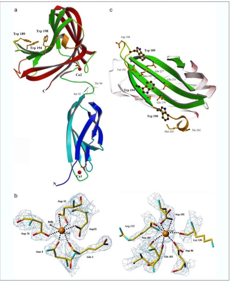 FIGURE 5. The three-dimensional structure and the hydrophobic platform of PKD-CBM44. The overall structure of the PKD-CBM44 highlighting the secondary structural elements, with the ␤ -strands of each ␤ -sheet colored the same as is shown ina