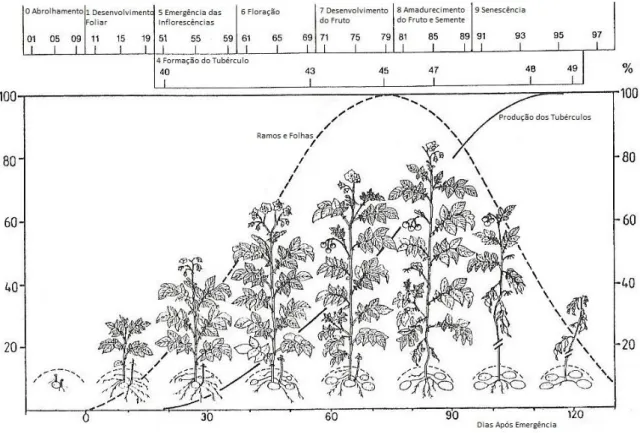 Figura 2.1 – Estados fenológicos da cultura da batata. Adaptado de Hack et al., 1993 in Kolbe e Stephan-           Beckmann (1997)