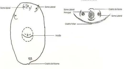 Figura 2.4 – Detalhes anatómicos de um tubérculo. Adaptado de Allen et al. (1992). 