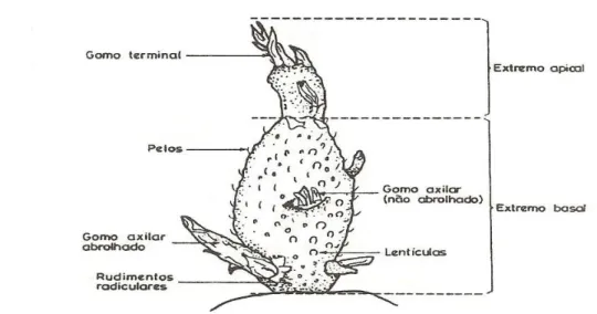 Figura 2.6 – Brolho de batata. Fonte: Martins (1990). 