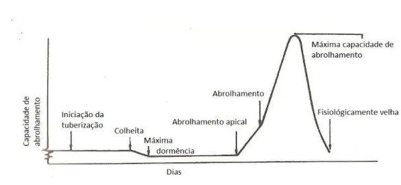 Figura 2.7 – Representação esquemática da capacidade e abrolhamento em função do tempo