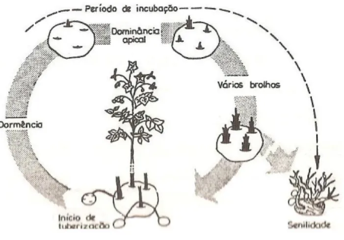 Figura 2.8 – Desenvolvimento dos brolhos de batata e idade fisiológica. Fonte: Martins (1990)