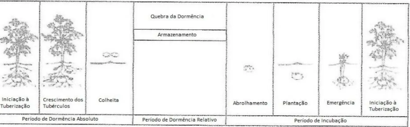 Figura 2.9 – Desenvolvimento da idade cronológica e fisiológica da batata-semente. Fonte: Caldiz (2009)