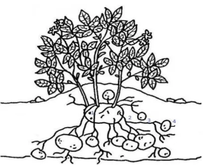 Figura  2.10  –  Desenvolvimento  das  raízes  na  cultura  da  batata.  1)  -  raízes  basais,  na  base  do  caule  de  inserção; 2)  - raízes caule-rizoma,  formadas no caule principal na axila do rizoma; 3)  -  raízes dos rizomas,  originadas  nas  axi