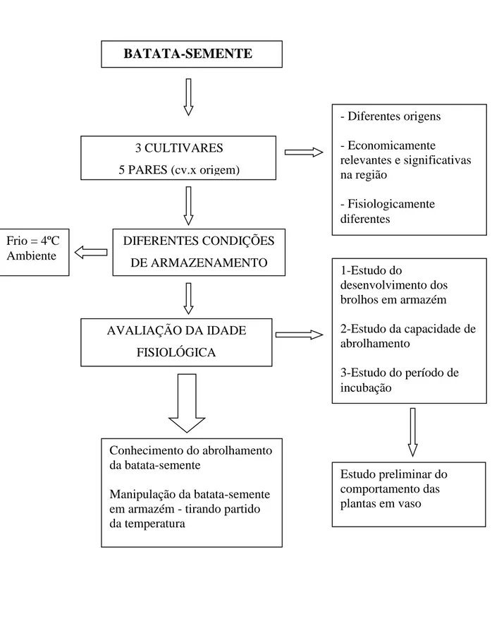 Figura 3.1 - Representação do diagrama do trabalho experimental BATATA-SEMENTE 3 CULTIVARES 5 PARES (cv.x origem)  - Diferentes origens - Economicamente  relevantes e significativas na região - Fisiologicamente diferentes DIFERENTES CONDIÇÕES DE ARMAZENAME