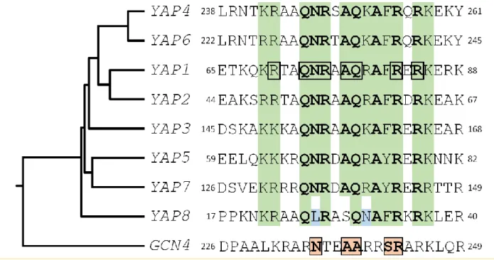 FIGURE 1: Structural features of the Yap family DNA binding domain. The sequences of the eight Yap DNA binding domains (i.e