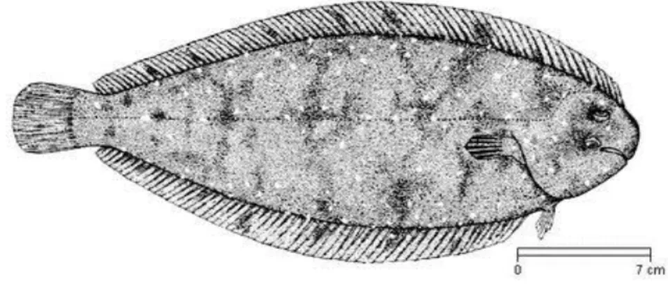 Figure 3 – Solea senegalensis Source: FAO (2012) 