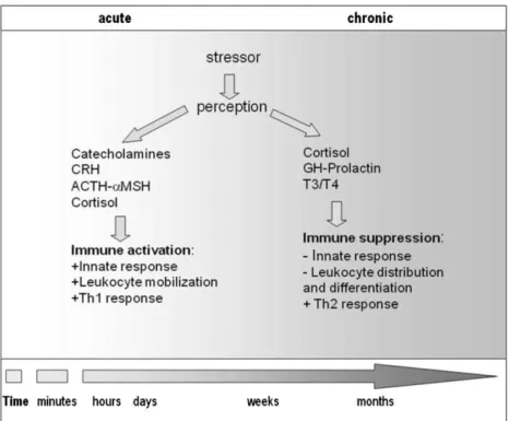 Figure 4 – Stress and immune response, Source: Tort, 2011  