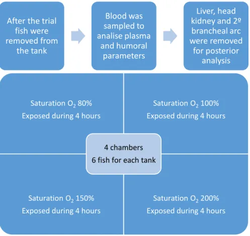 Figure 5 – Diagram explaining the experimental design. The same procedure was developed for the 24  hours trial